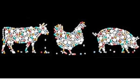 Veterinary Vaccines